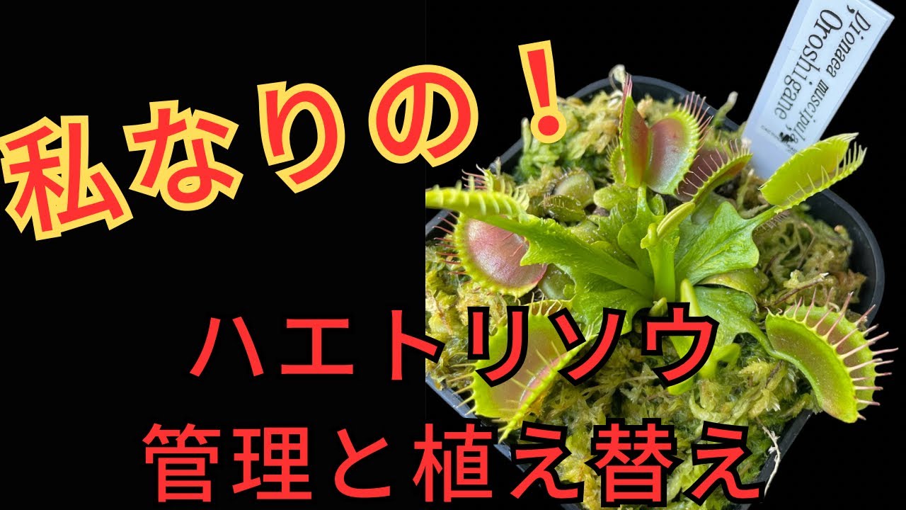 ［ハエトリソウ育て方分からない方！］食虫植物ハエトリソウの育て方や植え替えを私なりに丁寧に紹介します！