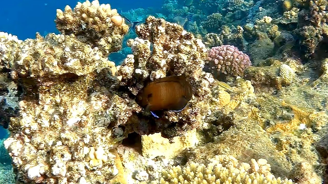 Dusky angelfish (Centropyge multispinis) and reef, Темный ангел и риф
