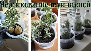 🌲РАЗМНОЖЕНИЕ ТУИ ВЕСНОЙ двумя способами(черенкование)🌲АПРЕЛЬ/УЖЕ ПОРА