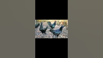 Qaib Cemani #qaibhmoob #hmong  #reels #shorts #chicken #qaib #gamefowl #ayam  #gallos  #cemani