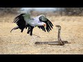 King Cobra Fights With Secretary Bird In The Wild- Who Is The Best