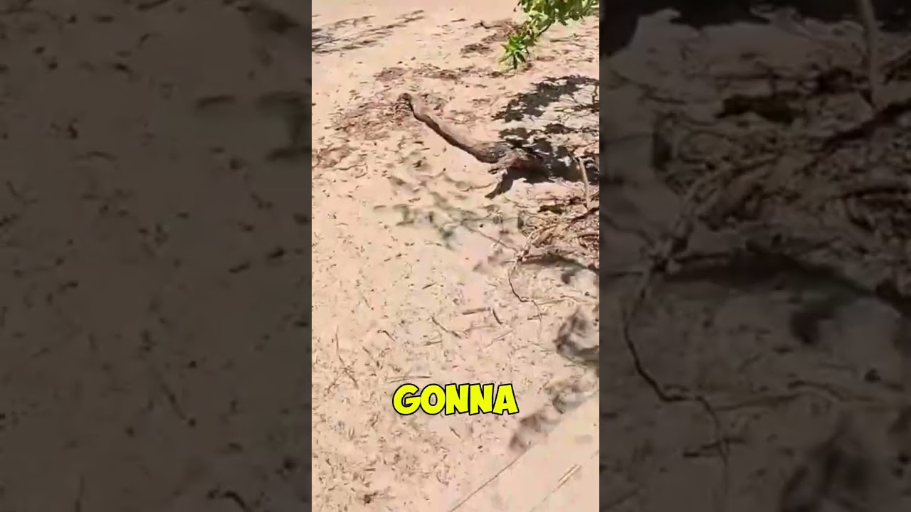 Port Douglas Unveiled: Beaches, Rainforest, and Reef  