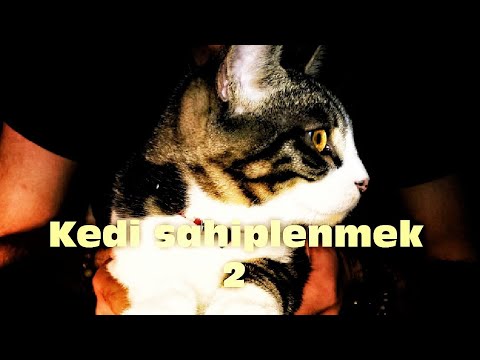 sokak kedisi sahiplenme ve evcillestirme bolum 2 youtube