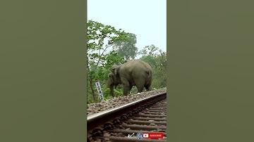 Gigantic bull elephant watching people before crossing railway track at buxa forest | #shorts #619