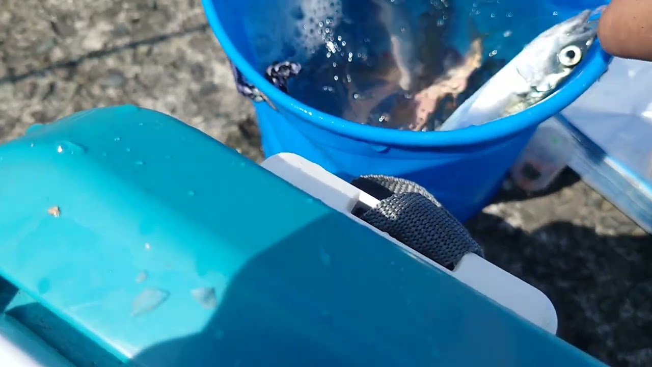 熱海海釣り施設に行きました。たくさん釣れた〜(⁠≧⁠▽⁠≦⁠)2025年6月