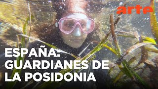 Baleares: los guardianes de la posidonia | ARTE.tv Documentales