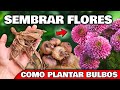 Cómo SEMBRAR y PLANTAR BULBOS de FLORES de TULIPANES, LIRIOS DALIAS, JACINTOS... | Conservar Bulbos