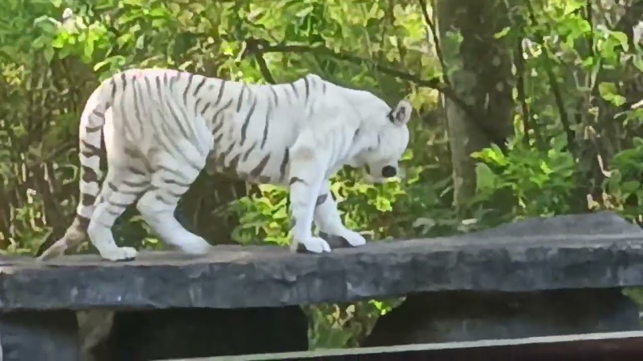 Tiger show, harimau,taman safari