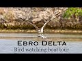 BIRD WATCHING BOAT TRIPS! Private birding boat tours of the Ebro Delta