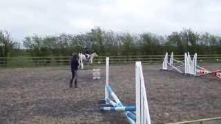 13.2hh Pony  For Sale