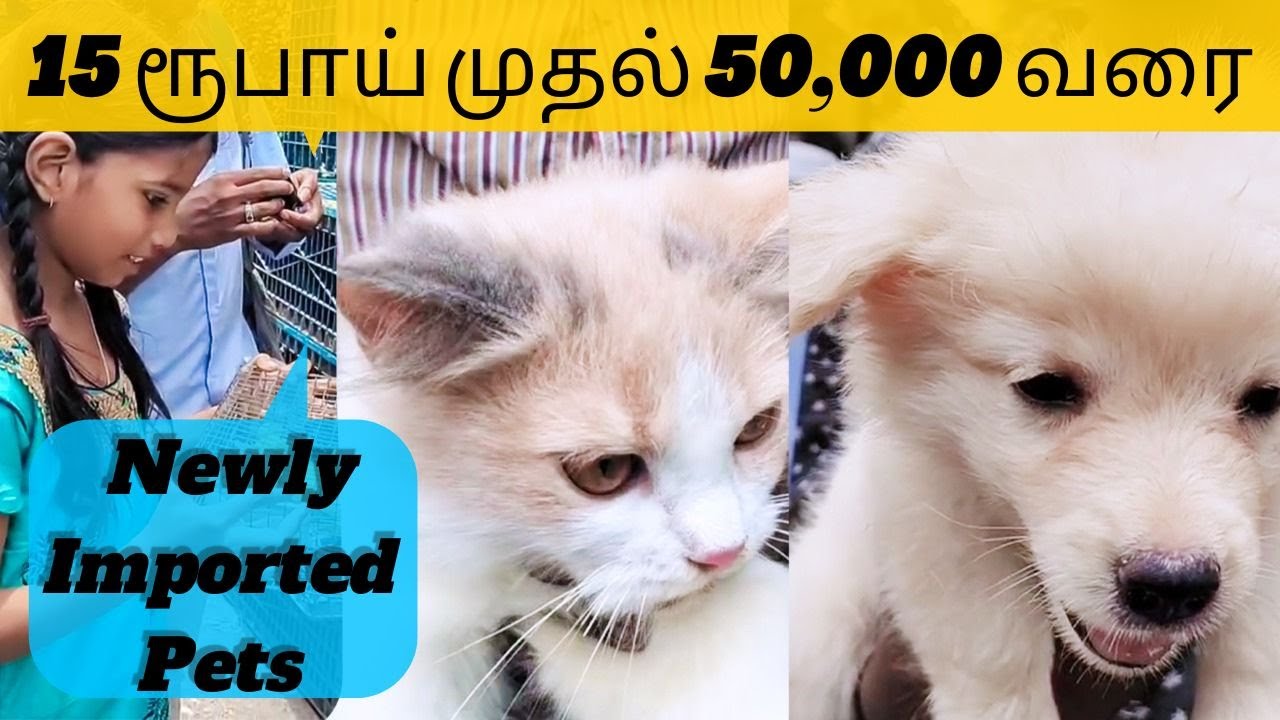 செல்ல பிராணிகள் வாங்க சிறந்த இடம் | Cheap Rate Imported Pets -Broadway ...