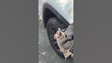 Bat rescue #pestcontrol #bats