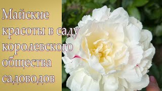 Vlog 479 - Великолепные пионы и другие прекрасные обитатели сада Wisley.