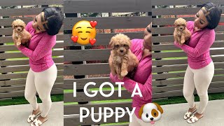 VLOG : GOING TO GET MY NEW TOY CAVAPOO I FIRST PUPPY