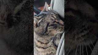 Lost Cat Returned | Microchip Identified Him |