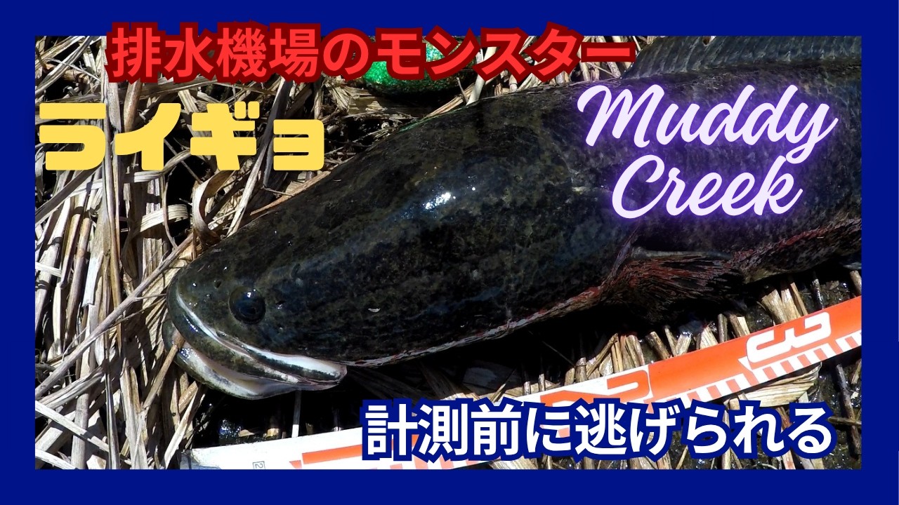 2026 Snakehead Fishing: The Monster That Got Away - YouTube