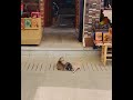 🐈⬛ “Tiny Kittens at the Bazaar – Moments of Pure Joy”