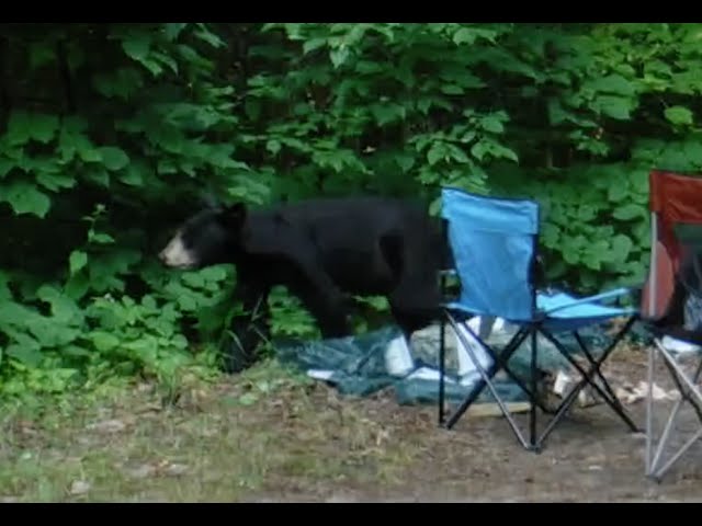 Grundy Lake Bear Cubs - Daytime visit