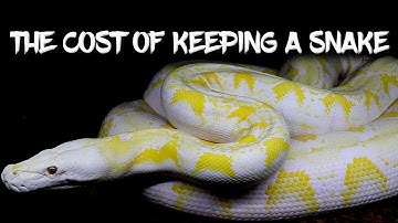 How much does it cost to keep a pet snake?
