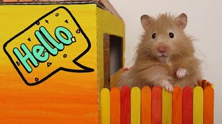 DIY House with Hamsters! Hamster Family Adventure by Hamster Adventures 135,936 views 2 years ago 6 minutes, 56 seconds