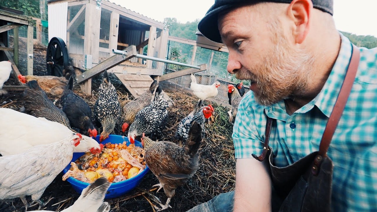 7 Hacks to Cut Your Chicken Feed Bill - YouTube