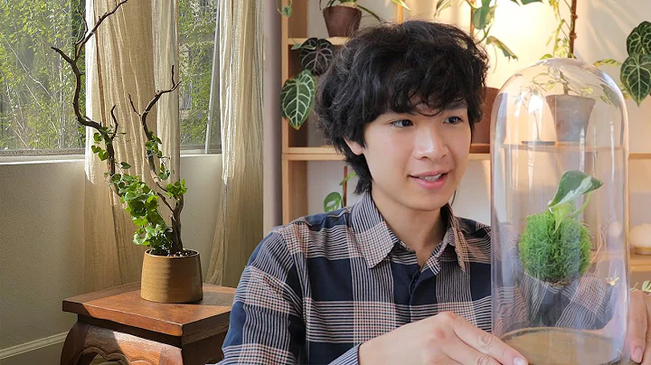 Creative ways to display houseplants pt. 2 | how to