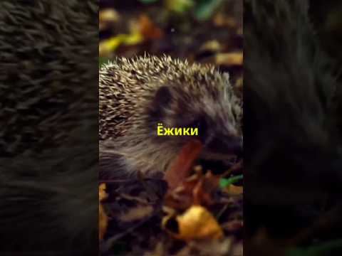 удивительные ёжики #животные #shorts