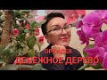 Денежное дерево Толстянка Орхидея цветёт круглый год. мои секреты. Делайте так же и наслаждайтесь!