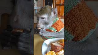 доброе семейное❤️Православных с Праздником!🙏🌿 #monkey #petmonkey #animals #экзотика #зоо