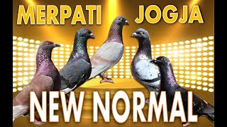 Merpati Jogja New Normal