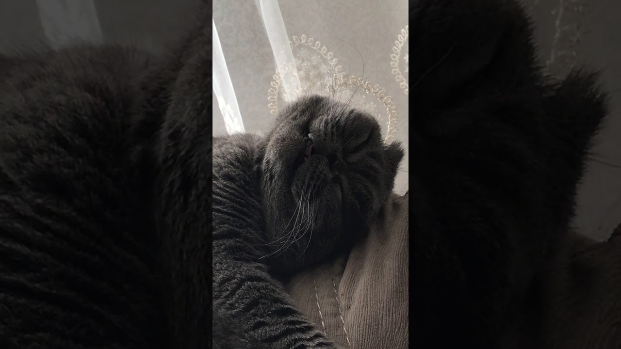 БРИТАНСКИЙ КОТ ХРАПИТ КАК ЧЕЛОВЕК - YouTube