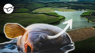Big Carp Captures Remastered | Lowveld Carp Fishing | Korda South Africa