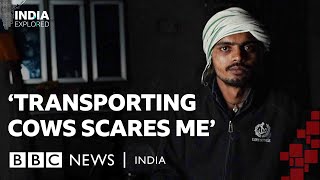 How India’s cow protection laws are hurting its dairy industry | BBC News India