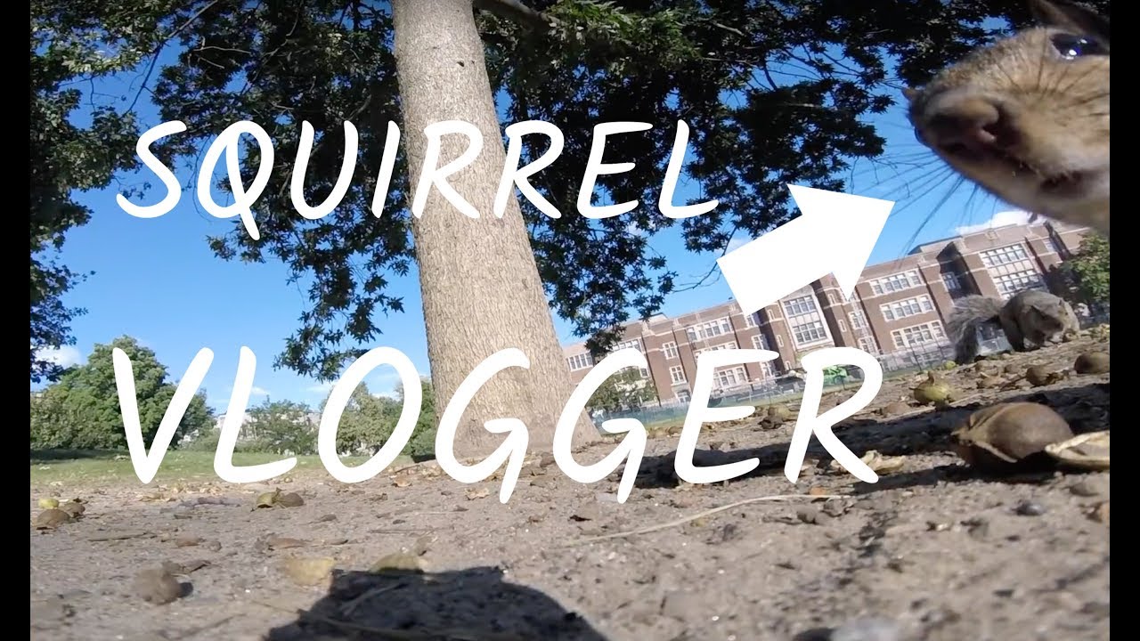 Can give the best. Белка на GOPRO. Squirrel steals GOPRO and carries it up a Tree.