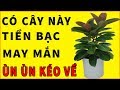 Có Cây Này Trong Nhà Tiền Bạc Đổ Về Ào Ào Như Lũ Quét Gia Đình Hòa Thuận May Mắn Bội Phần