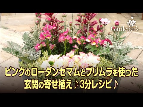 冬の寄せ植え3分レシピ ピンクのローダンセマムとプリムラを使った玄関の寄せ植え Youtube