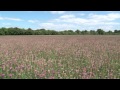 Visite dune ferme de graines de cotswold sainfoin avec henry edmunds agriculteur biologique