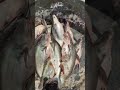 @RASAquaculture @aquaculturefarm5237 Pangasius Tablesize fish at a Market in.India