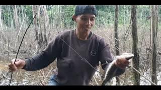 pancing sederhana bisa dapat predator rawa