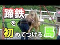 ウィル(馬)が初めて蹄鉄をつけました。(装蹄師さんの仕事ってすげーな。)