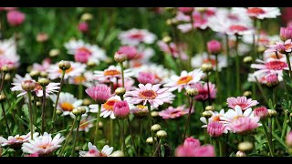 Relaxing Garden Birdsong