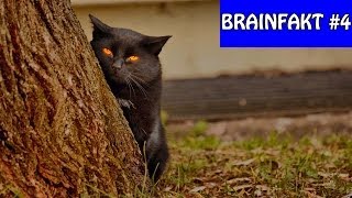 Spionage-Katze Sinnlose Fakten Brainfakt