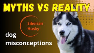 Debunking Dog Breed Myths#debunking #unfair #myths #behavior #underrated #underdog #behavior #breed by BreedSpot - Spotting the best dog breeds 117 views 6 months ago 3 minutes, 7 seconds