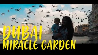 Dubai Miracle Garden 2020 | DJI OSMO POCKET Cinematic Footage 4K