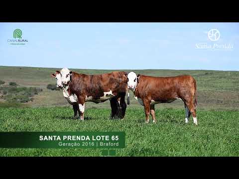 Lote 75 - Novilhas Prenhas