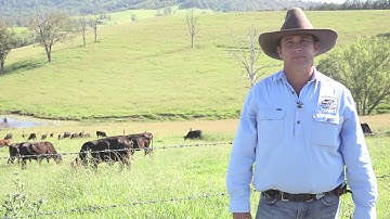 Livestock Handling Series (Part 2B) - Moving Cattle in Yards on Foot