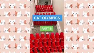 Extreme Cup Challenge! Can This Cats Cross the Course? by CutieCats 77 views 3 years ago 1 minute, 4 seconds