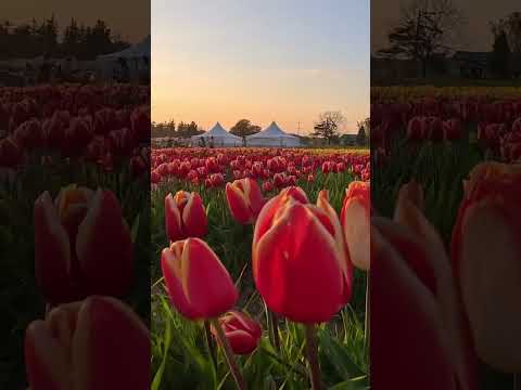 Beautiful Evening #sunset  #evening #tulip #flowers #tulipfestival #spring #earth #travel #fypシ