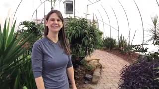 Houseplant Tour 2020 - Tri-C Greenhouse by Ohio Tropics Houseplant Care 1,411 views 4 years ago 9 minutes, 58 seconds