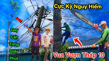 Cực Kỳ Căng Thẳng Vua Vượn Cưa Mé Cây Dầu Cạnh Nóc Nhà Cưa Kỷ Thuật Cao